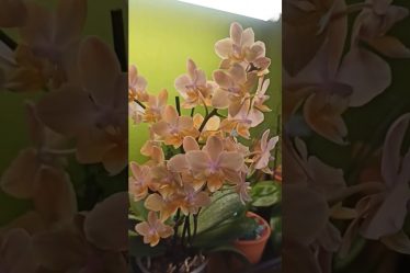 Phalaenopsis Scentsation: Der Duft, Der Verführt