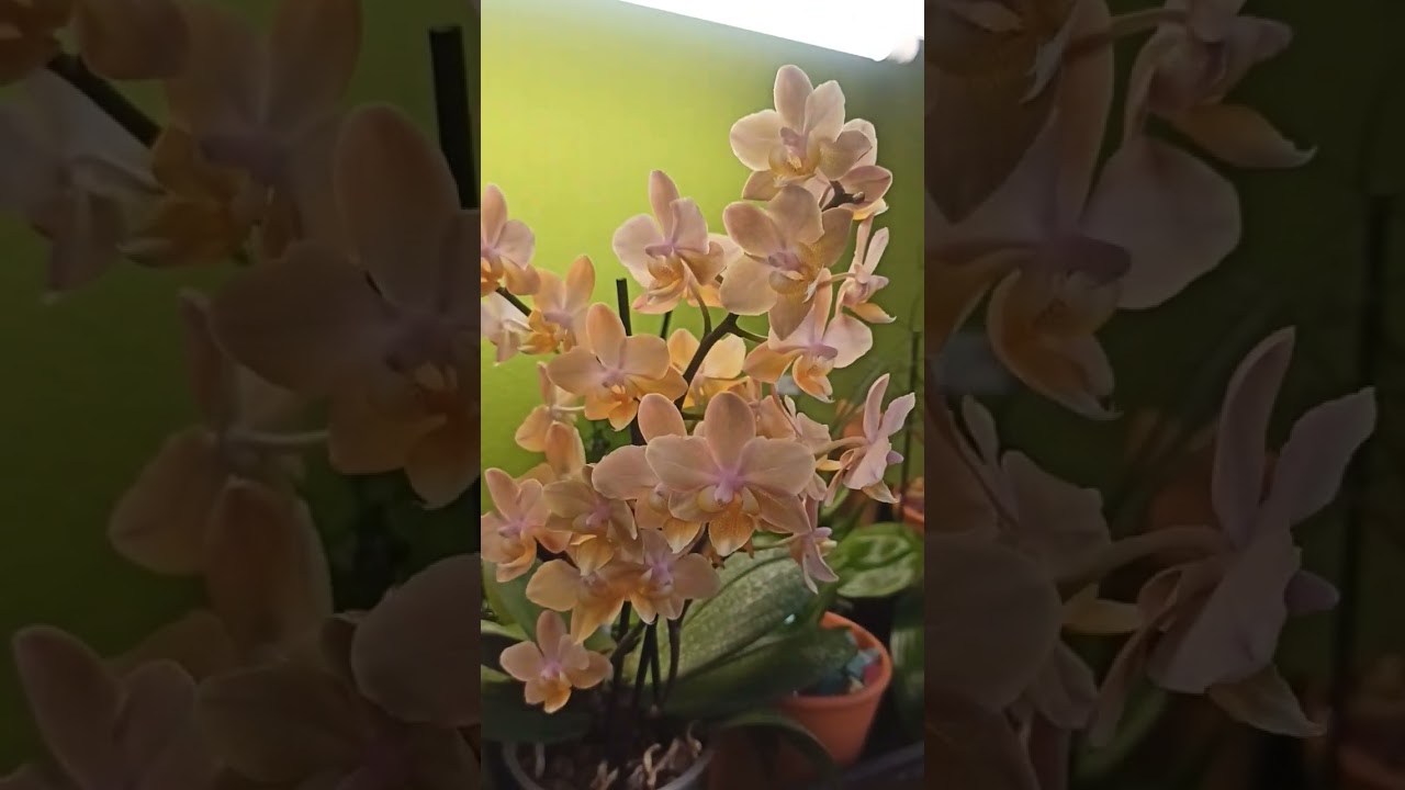 Phalaenopsis Scentsation: Der Duft, Der Verführt