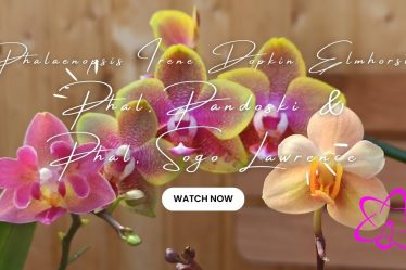 Phalaenopsis Irene Dopkin Elmhorst, Phal. Pandoski & Phal. Sogo Lawrence #Orchideen