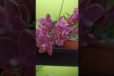 Phalaenopsis Diffusion: Einzigartige Blüten, Die Sie Verzaubern Werden