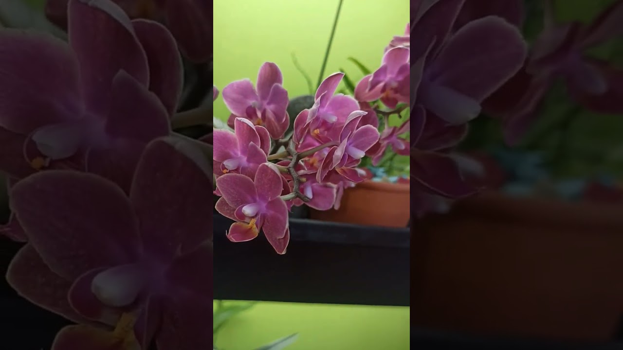 Phalaenopsis Diffusion: Einzigartige Blüten, Die Sie Verzaubern Werden