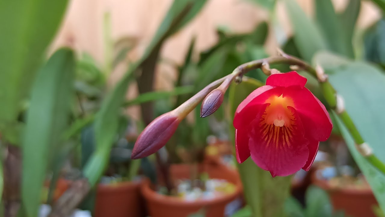 Tipps Und Tricks Für Die Outdoor-Kultur Von Cattleya Orchideen
