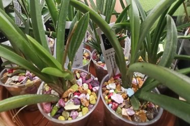 Orchideen-Update #1: Tolumnia Jairak Firm Zeigt Vielversprechendes Wachstum