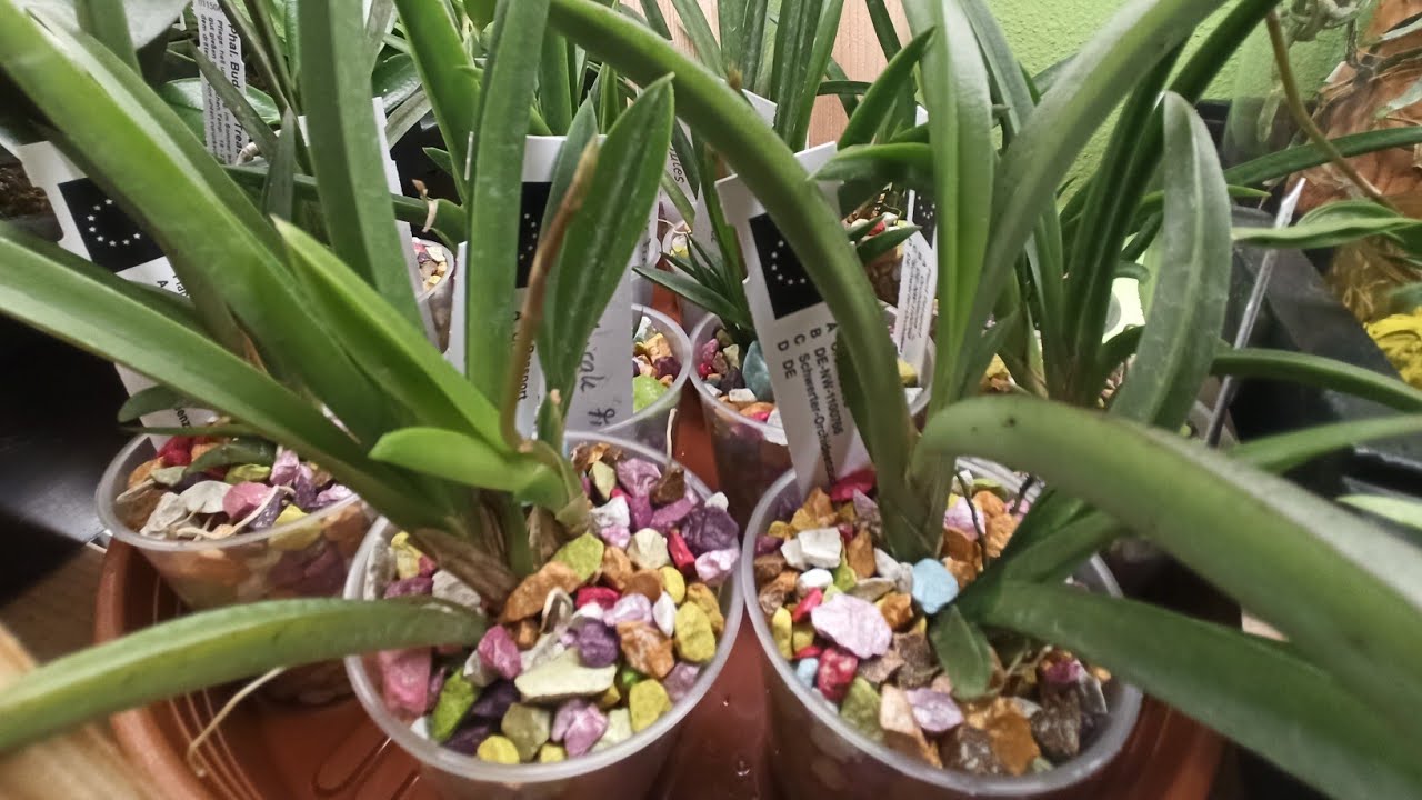 Orchideen-Update #1: Tolumnia Jairak Firm Zeigt Vielversprechendes Wachstum