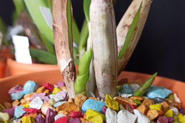 Tontöpfe Statt Plastik: Warum Cattleya Orchideen Die Natürliche Variante Bevorzugen