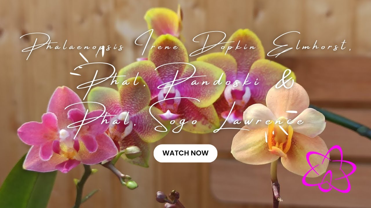 Phalaenopsis Irene Dopkin Elmhorst, Phal. Pandoski & Phal. Sogo Lawrence #Orchideen