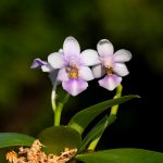 Phalaenopsis Evarise Blue Angel - Mini Orchidee Pflege