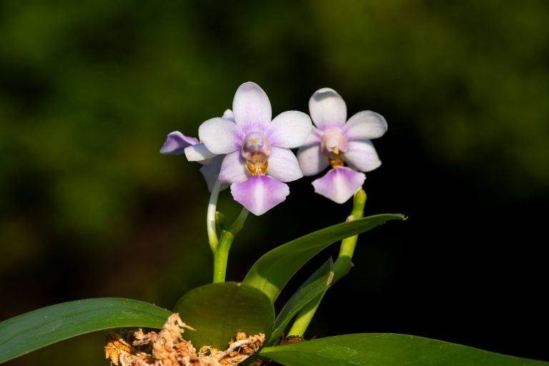 Phalaenopsis Evarise Blue Angel ‚purple halo‘