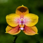 Phalaenopsis Allura Volta