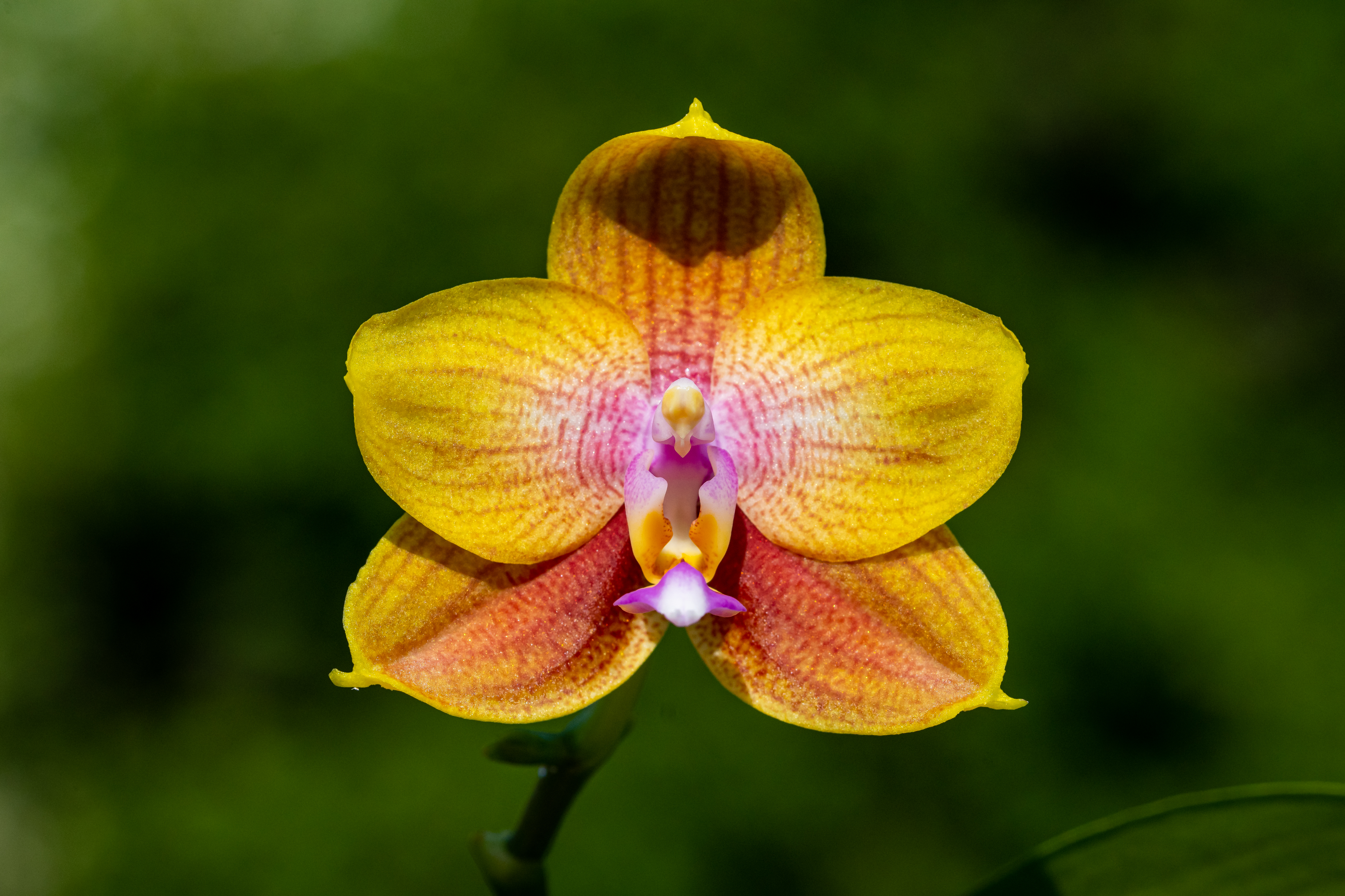 Phalaenopsis Allura Volta