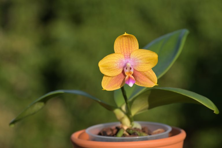 🐛 Schritt-für-Schritt: So wirst du Schildläuse auf Orchideen dauerhaft los