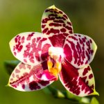 Phalaenopsis Sogo Lobby - Pflege & Tipps zur Orchidee