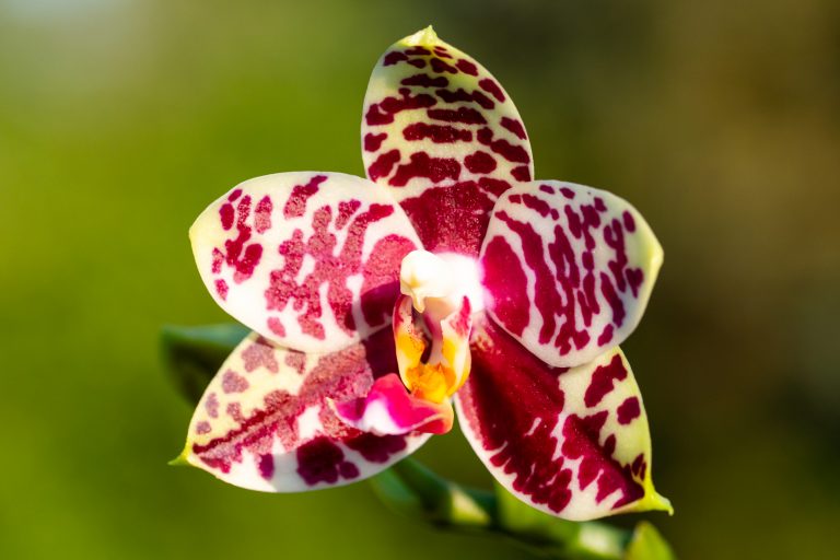 Phalaenopsis Sogo Lobby