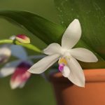 Orchideen Lebensdauer im Topf: Wie lange halten sie?