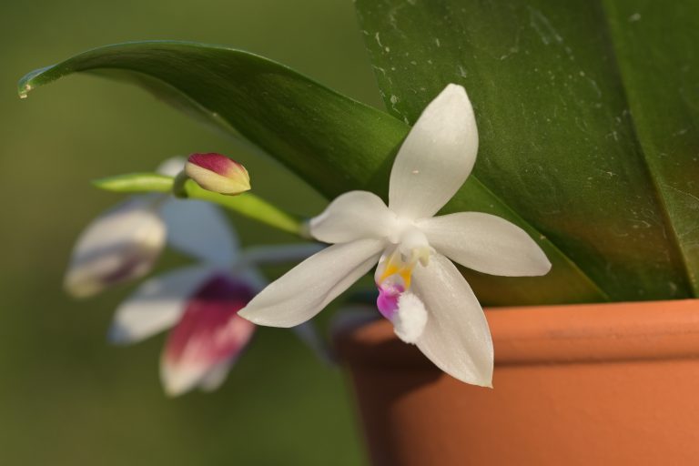 🕰️ Wie lange halten Orchideen im Topf? – Tipps zur Lebensdauer & Pflege 🌸