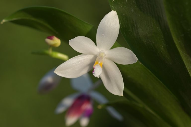 Phalaenopsis tetraspis