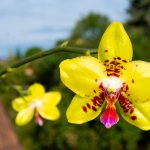 Phalaenopsis Summer Lady - Gelbe Orchidee mit roten Flecken
