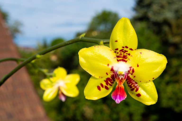 Phalaenopsis Summer Lady
