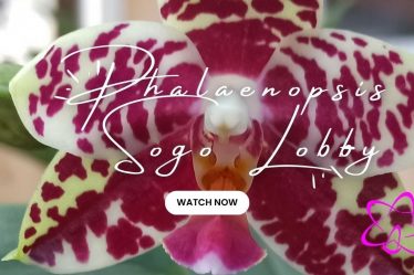 Phalaenopsis Sogo Lobby Orchidee: Ein Symbol Für Schönheit Und Eleganz