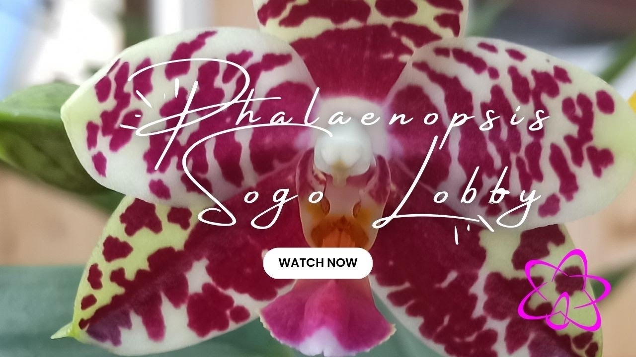 Phalaenopsis Sogo Lobby Orchidee: Ein Symbol Für Schönheit Und Eleganz