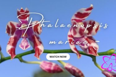 Phalaenopsis Mariae: Die Atemberaubende Schönheit Dieser Natürlichen Orchideenform