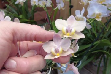 Orchideenblüten: Warum Sie Abfallen Und Wie Du Das Verhinderst #Tipps #Howto #Tricks