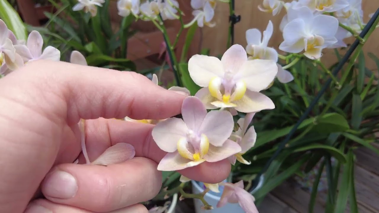Orchideenblüten: Warum sie abfallen und wie du das verhinderst #tipps #howto #tricks 1 Orchideenblüten: Warum Sie Abfallen Und Wie Du Das Verhinderst #Tipps #Howto #Tricks