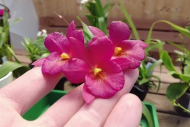 Orchideenpflege Leicht Gemacht: So Schneiden Sie Nach Der Blüte Richtig!