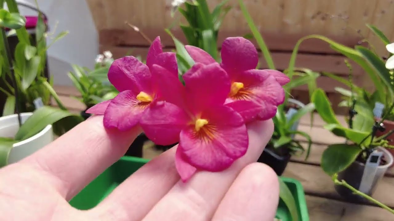 Orchideenpflege Leicht Gemacht: So Schneiden Sie Nach Der Blüte Richtig!