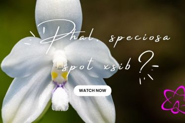 Entdecken Sie Das Geheimnis Der Phalaenopsis Speciosa ‚Spot‘ X Sib – Teil 3
