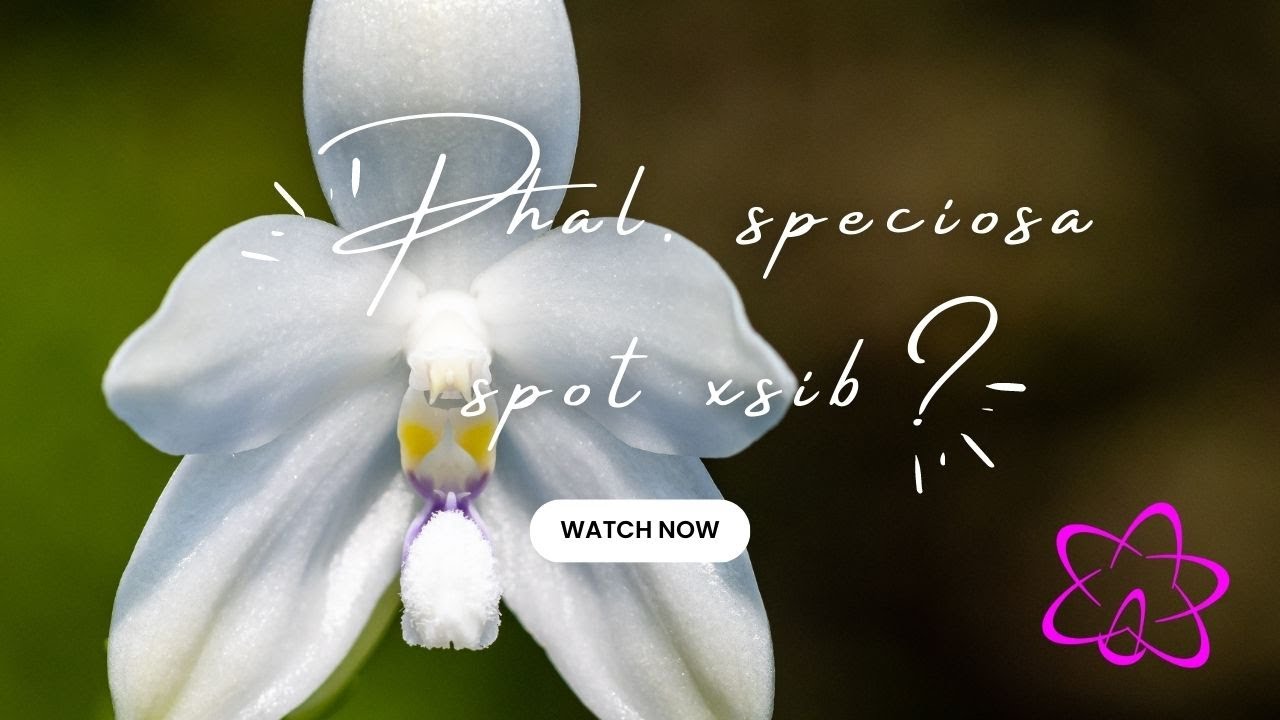 Entdecken Sie Das Geheimnis Der Phalaenopsis Speciosa ‚Spot‘ X Sib – Teil 3
