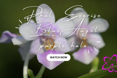 Warum Phalaenopsis Evarise Blue Angel In Jeder Orchideensammlung Sein Sollte