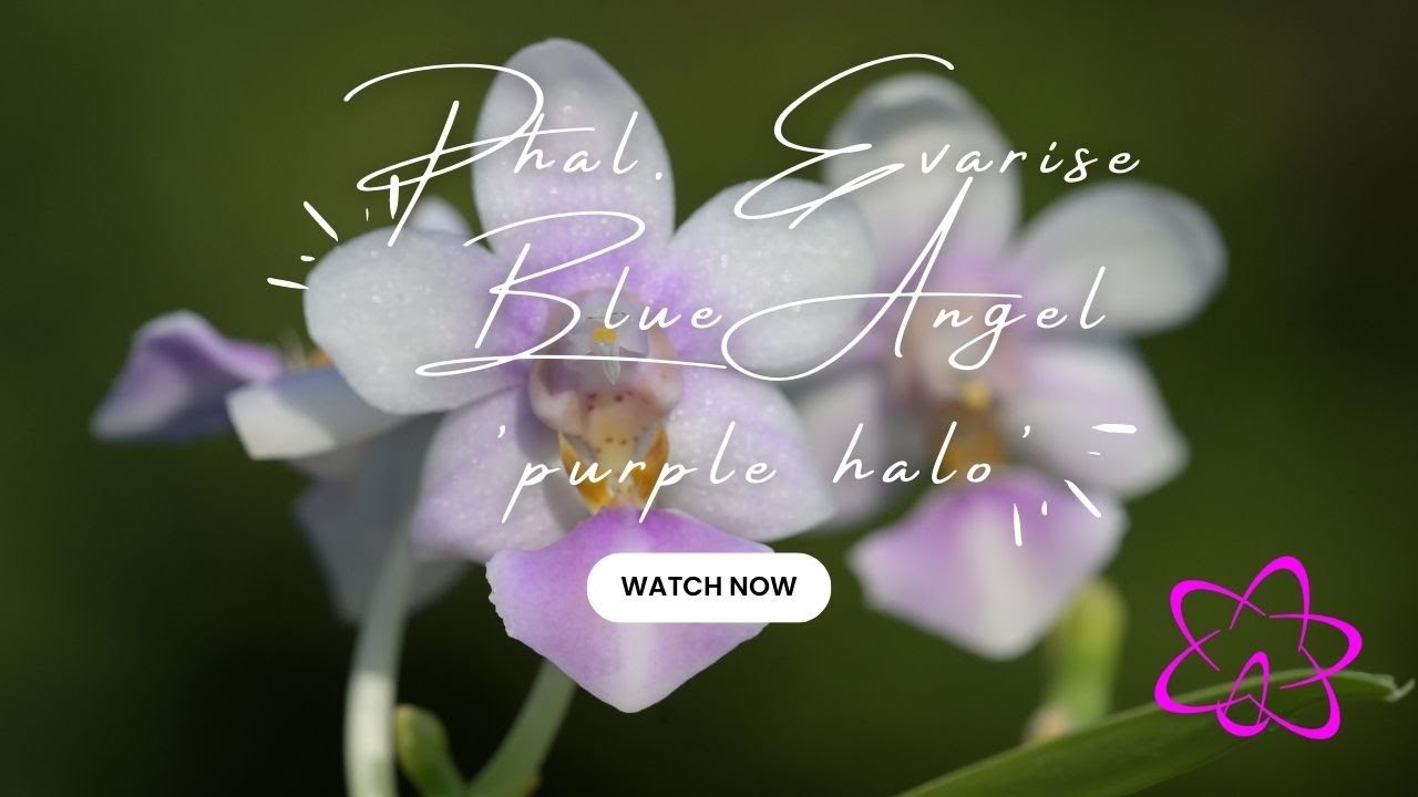 Warum Phalaenopsis Evarise Blue Angel In Jeder Orchideensammlung Sein Sollte