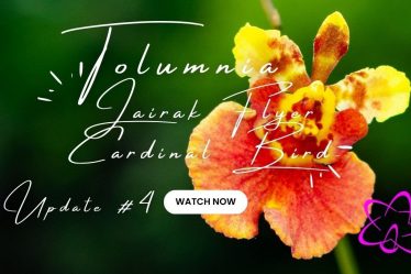 Orchideenliebhaber Aufgepasst: Tolumnia Jairak Flyer Cardinal Bird Neuigkeiten Update #4