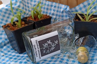 Erfolgreich Orchideen Pikieren: Dipodium Paludosum In Teil 1