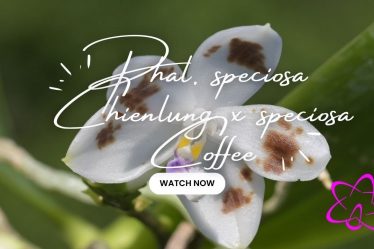 Phalaenopsis Speciosa Chienlung X Speciosa Coffee – Teil 2 Orchideen Naturform