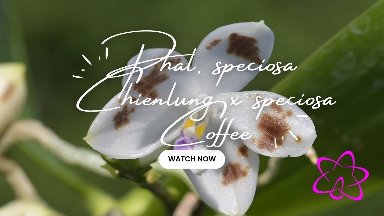 Phalaenopsis speciosa Chienlung x speciosa Coffee - Teil 2 Orchideen Naturform 1 Phalaenopsis Speciosa Chienlung X Speciosa Coffee – Teil 2 Orchideen Naturform