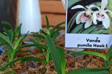 Schritt-Für-Schritt-Anleitung: Vanda Pumila Orchidee Pikieren #Teil 1