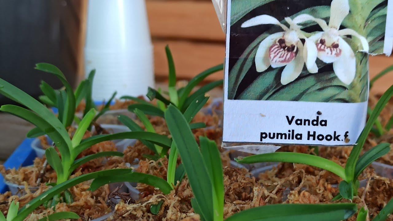 Schritt-Für-Schritt-Anleitung: Vanda Pumila Orchidee Pikieren #Teil 1