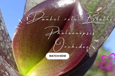 Die Schockierende Schönheit Der Blutroten Blätter Der Phalaenopsis Salus Fragrancy