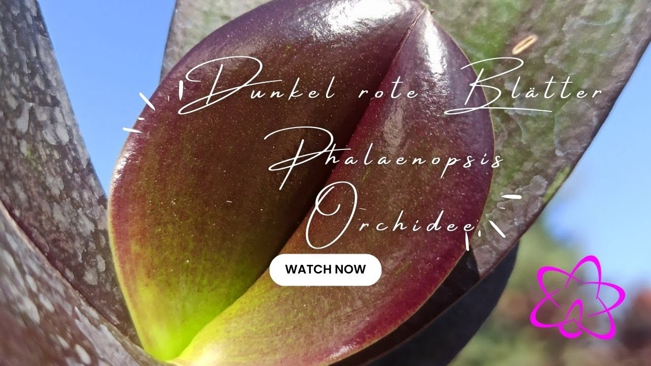 Die Schockierende Schönheit Der Blutroten Blätter Der Phalaenopsis Salus Fragrancy