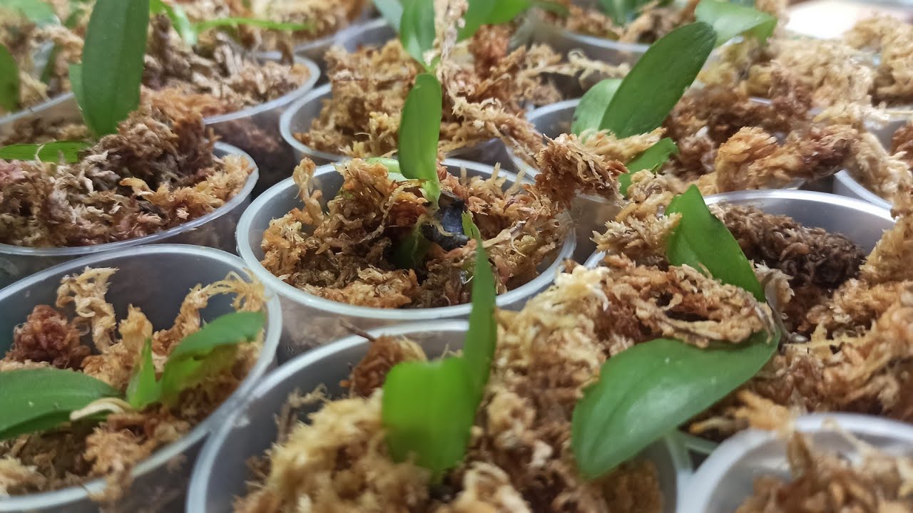 Anleitung Zum Pikieren Von Phalaenopsis Orchideen