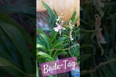 Machen Sie Badetag Zu Einem Ritual Für Ihre Orchideen