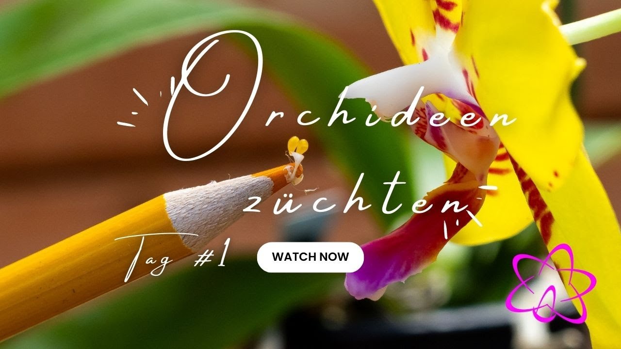 Entdecken Sie Die Welt Der Orchideen: Starten Sie Ihre Eigene Zucht Mit Orchideenhobby.de – Tag 1