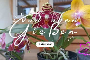 Orchideen Richtig Pflegen – Ab Duschen Oder Nicht?