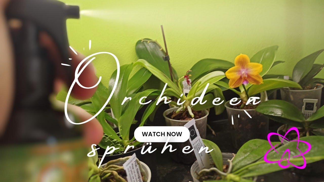 Orchideenpflege Leicht Gemacht: Der Perfekte Zeitpunkt Zum Besprühen
