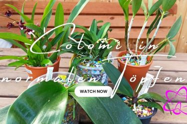 Orchideen-Trick: So Gedeihen Deine Phalaenopsis Mit Colomi Substrat Im Topf