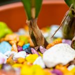 Cattleya wächst nicht - 7 Ursachen & Lösungen für Wachstum