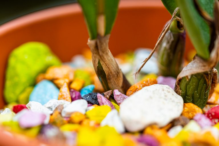 🌿 So bringst du deine Cattleya wieder zum Wachsen – Ursachen & Lösungen