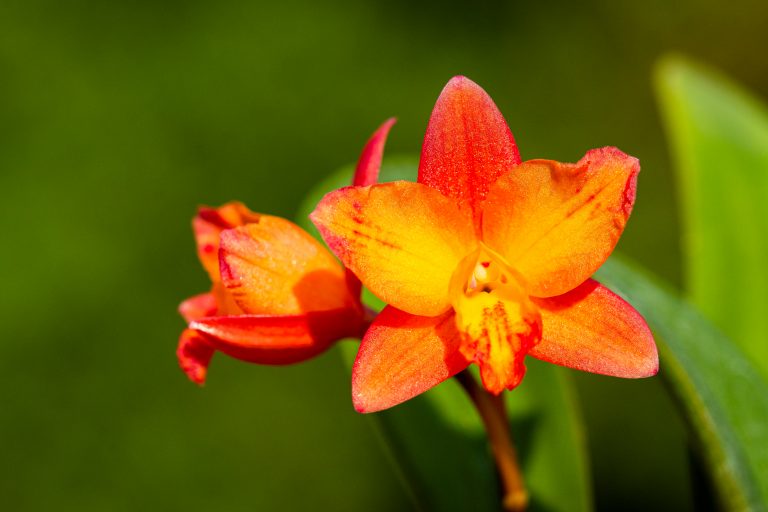 🌿 Tipps zur erfolgreichen Cattleya-Pflege